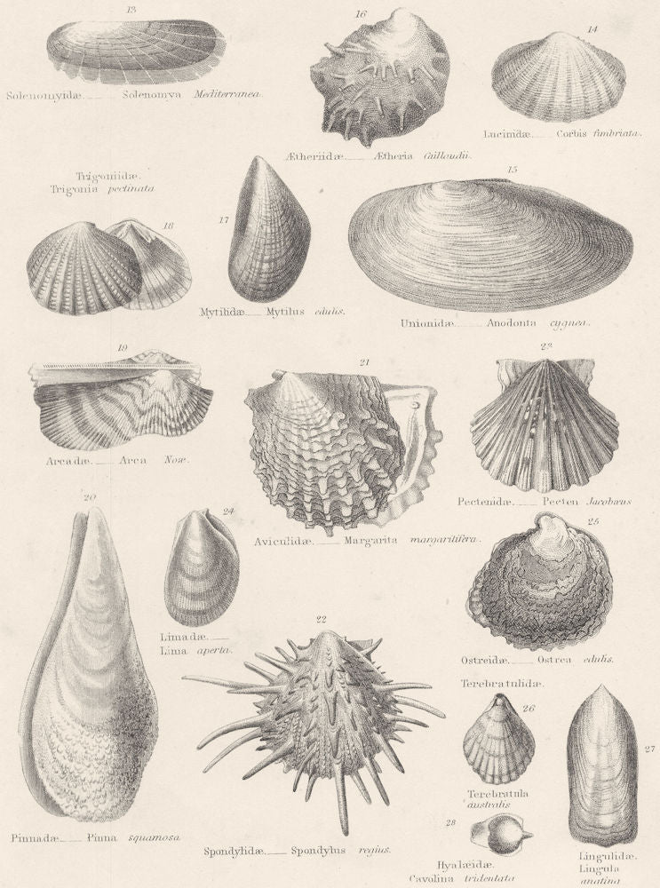 MOLLUSCS.Solenomyidae;Lucinidae;Unionidae;Aetheriidae;Mytilidae;Trigoniidae 1860